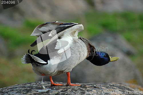 Image of Mallard