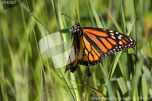 Image of Monarch Butterfly