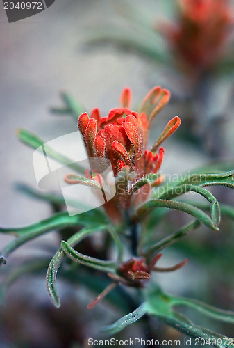 Image of Indian Paintbrush