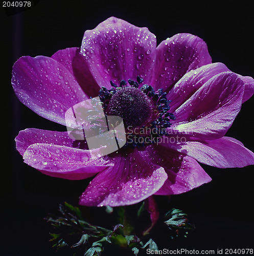 Image of Anemone