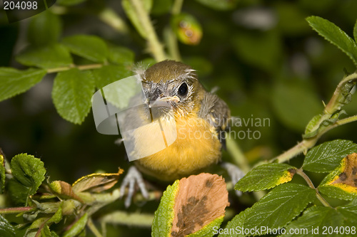 Image of baby oriole