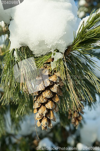 Image of Fir cone in snow