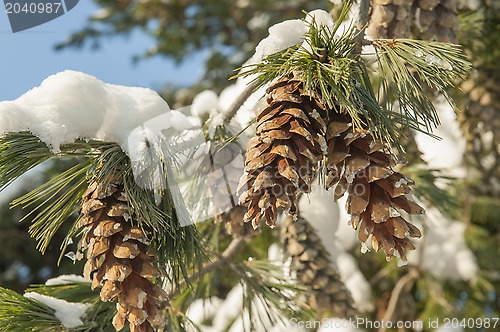 Image of Fir cones in snow