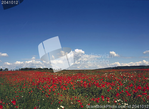 Image of Poppy field