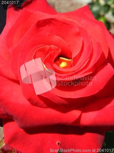 Image of a beautiful flower of red rose