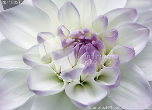 Image of Pink Flower Macro