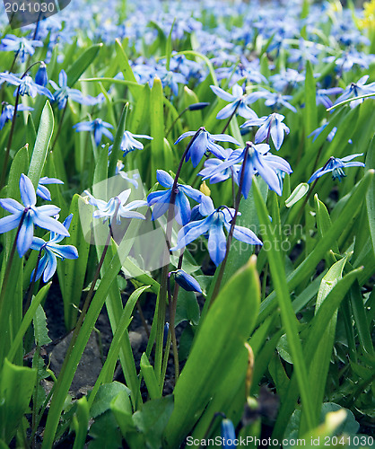 Image of Blue flowers