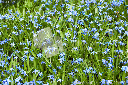 Image of Blue flowers