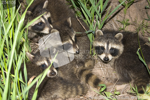 Image of Baby Racoons