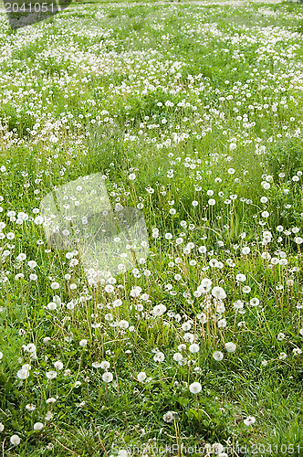 Image of Field with Dandelions