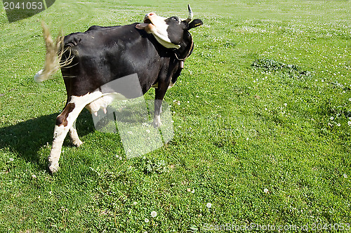 Image of Cow grazing