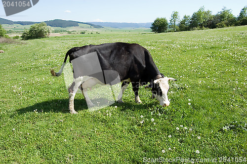 Image of Cattle grazing