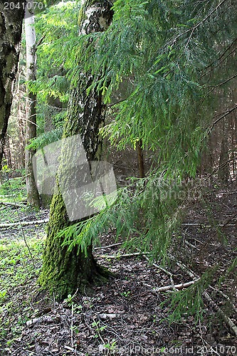 Image of Coniferous tree branches in summer forest