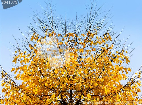 Image of Autumn tree on sky background