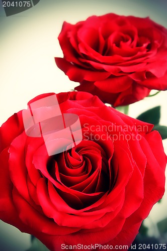 Image of Red roses