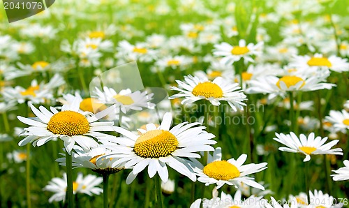 Image of Beautiful chamomile flowers