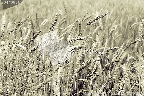 Image of Grain field 