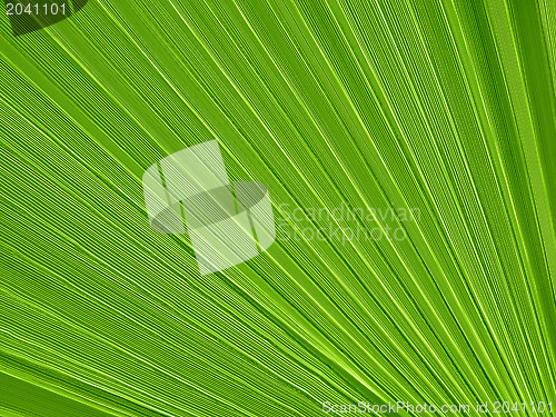 Image of Tropical plant leaf closeup