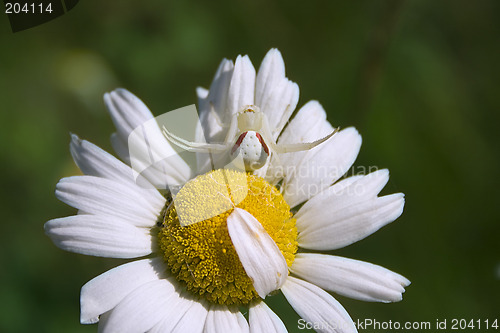 Image of White Spider
