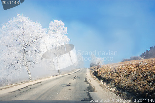 Image of Trees with frost