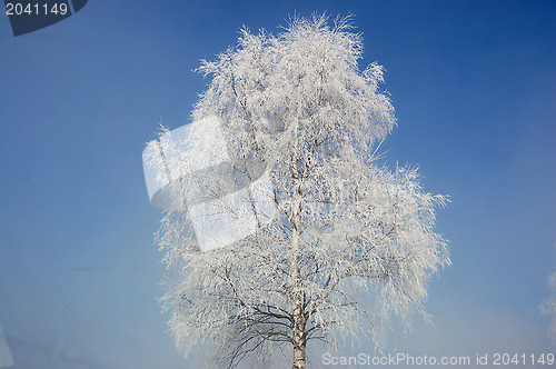 Image of Frost