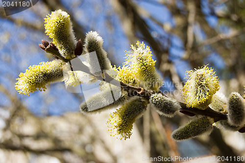 Image of Spring in garden