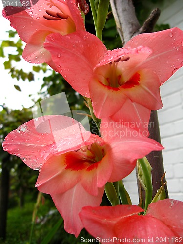 Image of a beautiful flower of gladiolus