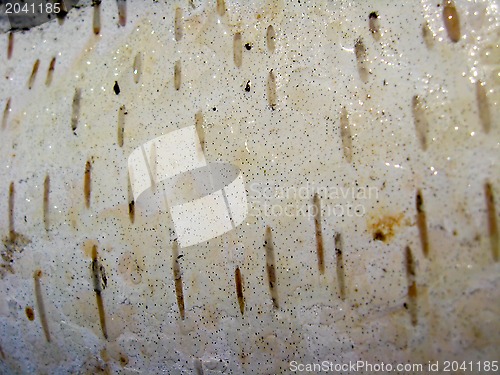 Image of Light bark of a birch