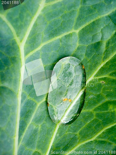 Image of Drop of water on a leaf