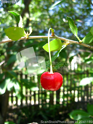 Image of Red ripe berry of a cherry