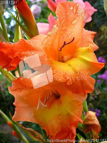 Image of a beautiful flower of gladiolus