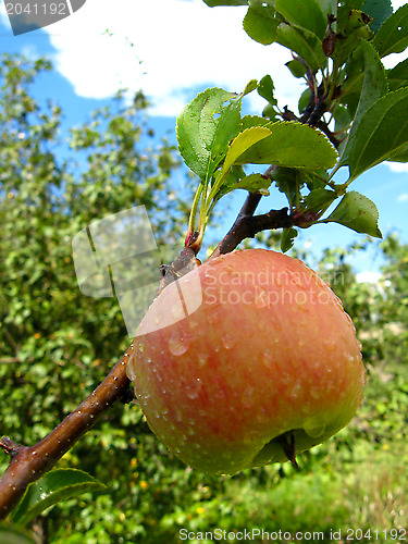Image of very tasty and ripe apple with drop of water