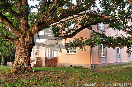 Image of huge oak tree near the old mansion