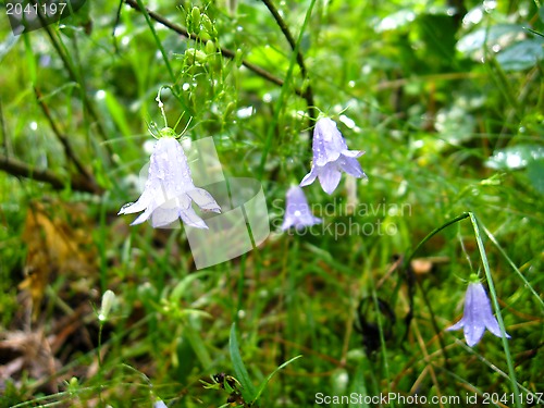 Image of beautiful flower of lilac bluebell