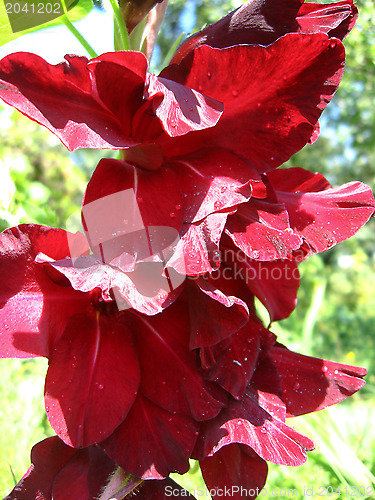 Image of a beautiful flower of claret gladiolus