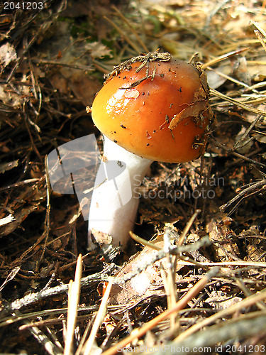 Image of Beautiful red fly agaric in the forest