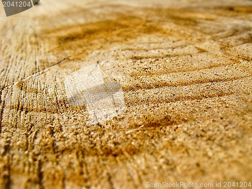 Image of Pattern on a cut of a tree