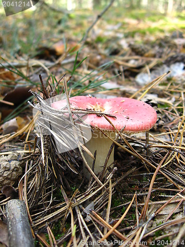 Image of mushroom in the pine needles