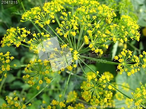 Image of yellow flowers of fennel