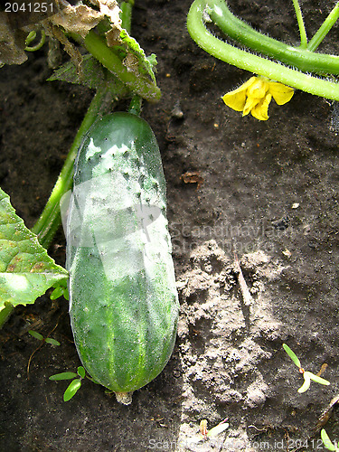 Image of ripe and fresh cucumber with leaves