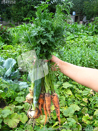 Image of a bunch of pulled out carrots and leeks