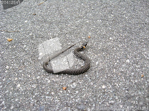 Image of Young grass-snake on the road