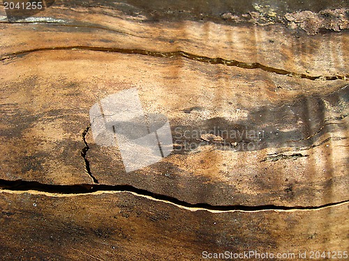 Image of Pattern on a cut of a tree