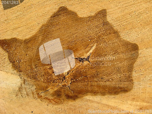 Image of Pattern on a cut of a tree