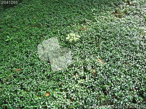 Image of Thrickets of a green periwinkle in the forest