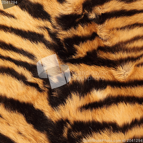 Image of stripes on a tiger pelt