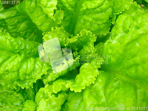 Image of Green leaves of useful lettuce