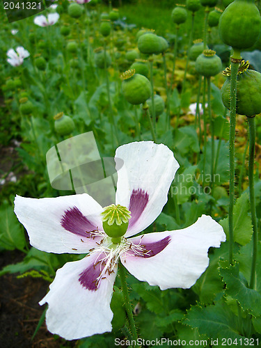 Image of The beautiful flower of a poppy