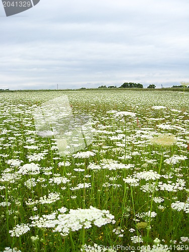 Image of summer landscape with field of white flowers