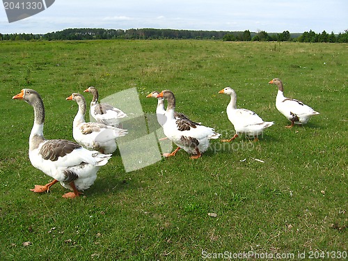Image of Flight of white geese on a meadow